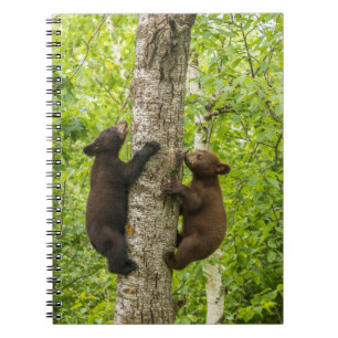 Caderno Espiral Filhotes de Urso Negro Subindo Árvore