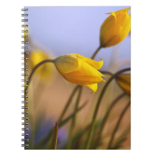 Caderno Espiral Fim-acima dos daffodils