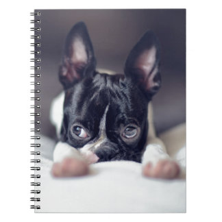 Caderno Espiral Fina a Boston Terrier