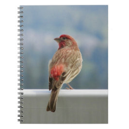 Caderno Espiral Finch Vermelho Verificando a Vista.