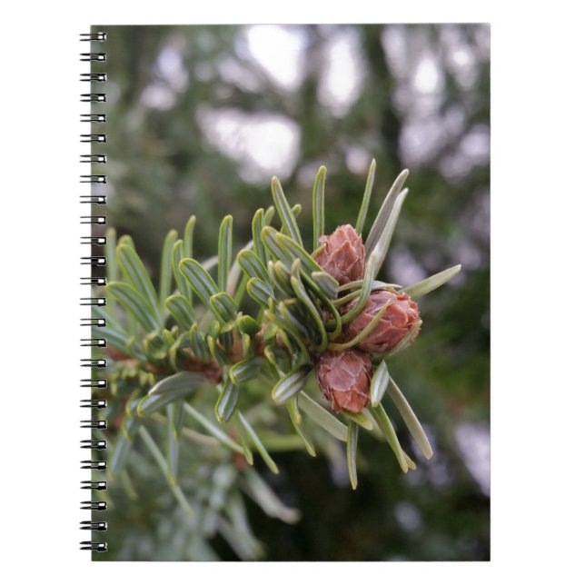 Caderno Espiral Fir buds (Frente)