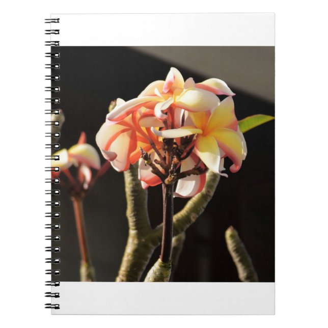 Caderno Espiral Fitna (Frangipani) (Frente)