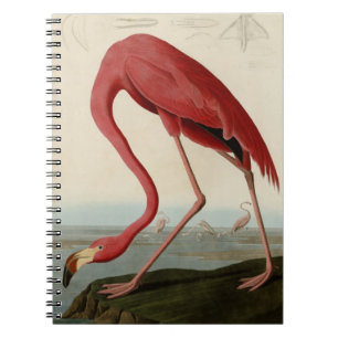 Caderno Espiral Flamingo americano