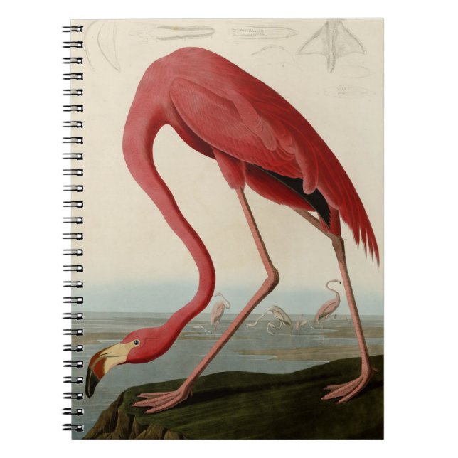 Caderno Espiral Flamingo americano (Frente)