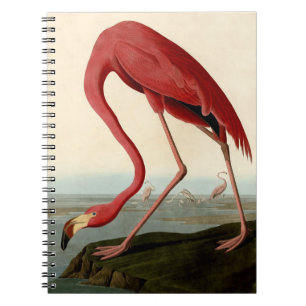 Caderno Espiral Flamingo Americano de Audubon