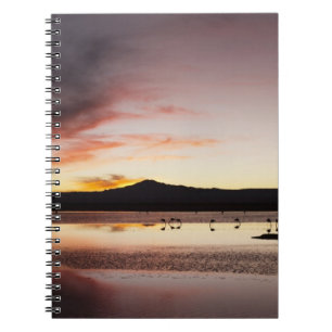 Caderno Espiral Flamingo Chileno