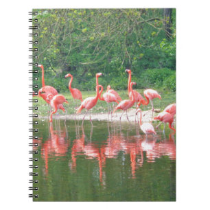 Caderno Espiral Flamingo Row no lago em Primavera, Pássaros Rosa S