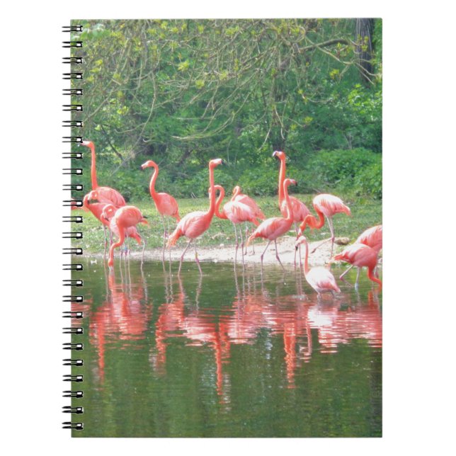 Caderno Espiral Flamingo Row no lago em Primavera, Pássaros Rosa S (Frente)