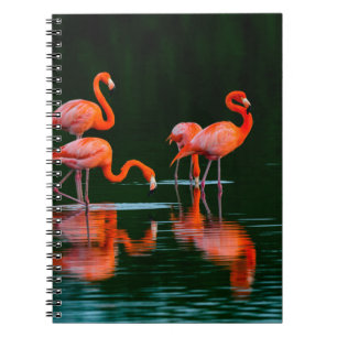 Caderno Espiral flamingos americanos com reflexões em repouso e Fo