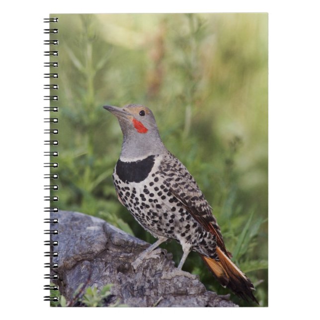Caderno Espiral Flicker de norte, Colaptes auratus, Fofado Vermelh (Frente)