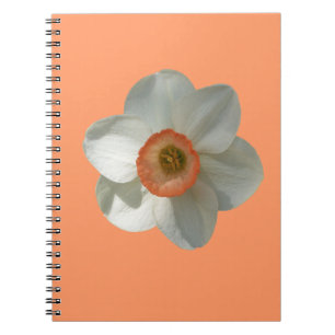 Caderno Espiral Flor bonita do primavera do Daffodil cor-de-rosa