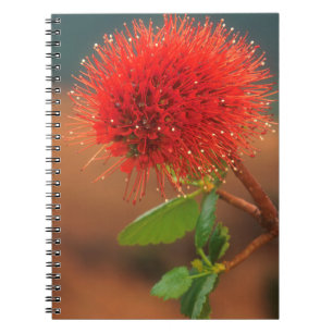 Caderno Espiral Flor da escova de fundo de Natal (Greyia Sutherlan