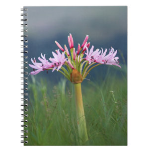Caderno Espiral Flor de Candelabro (Brunsvigia Radulosa), Umgeni