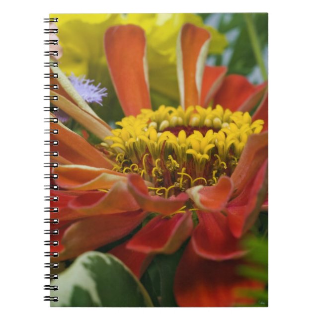 Caderno Espiral flor de crisântemo (Frente)