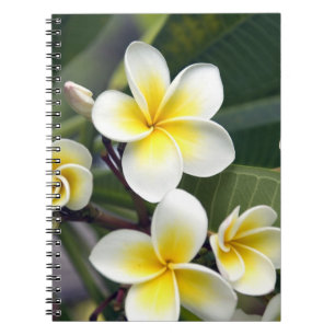Caderno Espiral Flor de frangipani Ilhas Cook