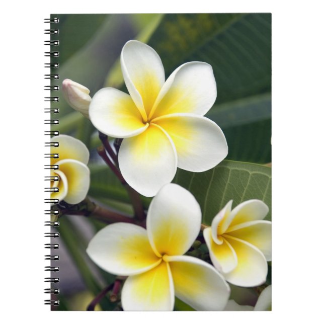 Caderno Espiral Flor de frangipani Ilhas Cook (Frente)