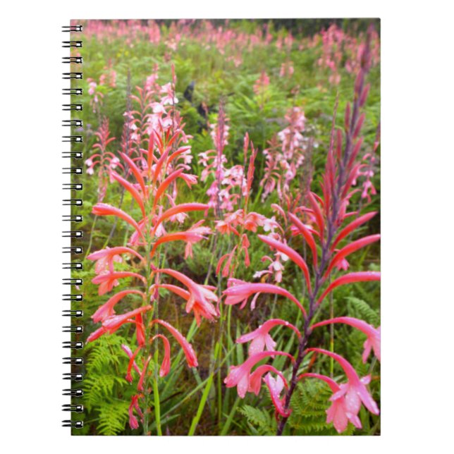 Caderno Espiral Flor de Lírio Bugle (Watsonia), Cabo Oriental (Frente)
