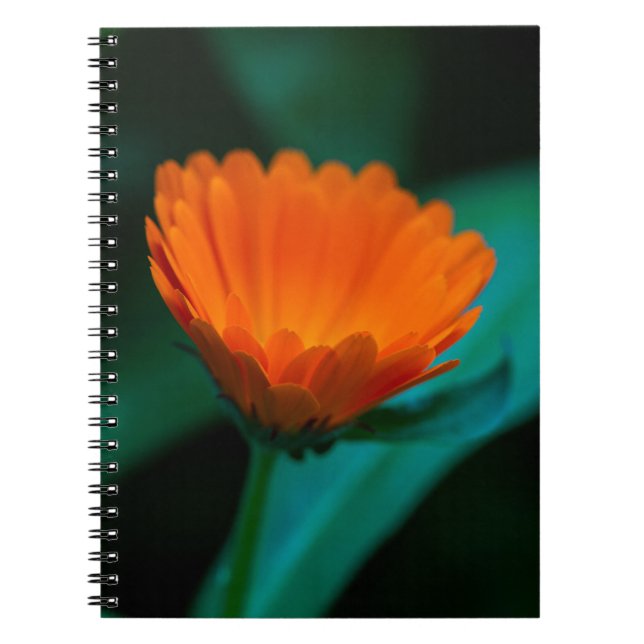 Caderno Espiral Flor de margarida laranja (Frente)