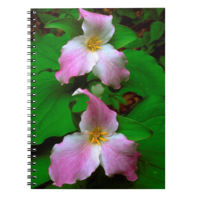 Caderno Espiral Flor de Trillium (Frente)