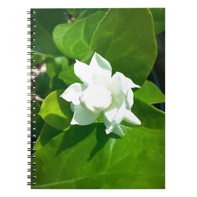 Caderno Espiral Flor do jasmim de Sampaguita (Frente)