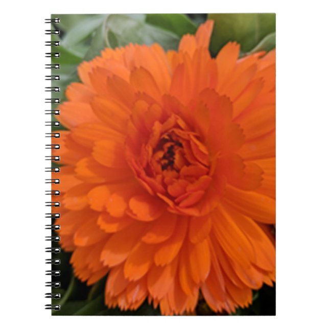 Caderno Espiral Flor Laranja (Frente)