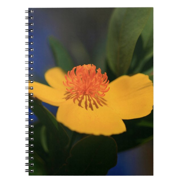 Caderno Espiral Flor Laranja (Frente)