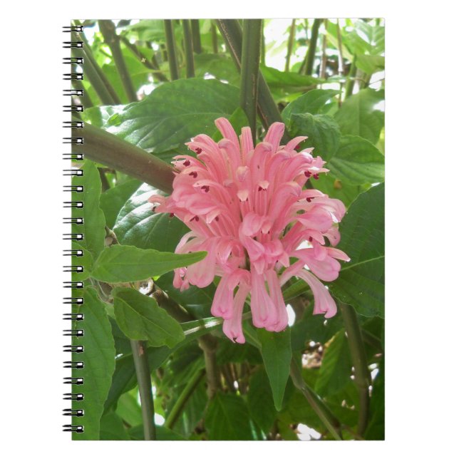 Caderno Espiral flor pluma brasileira (Frente)