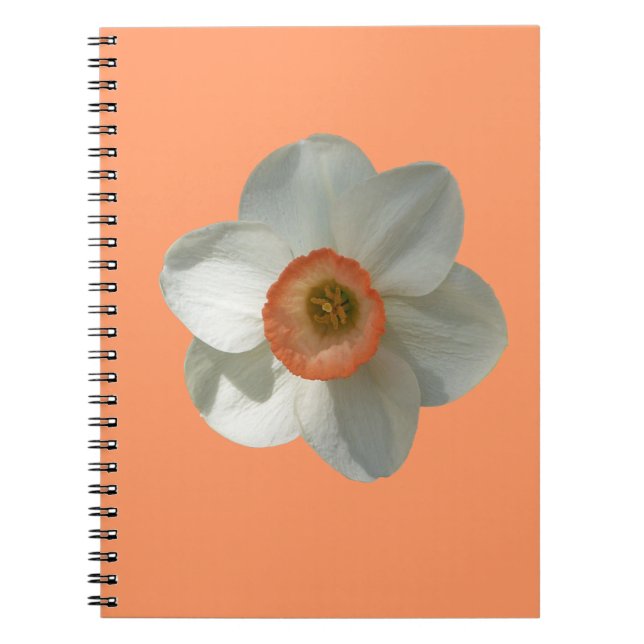 Caderno Espiral Flor-Primavera Daffodil Rosa (Frente)