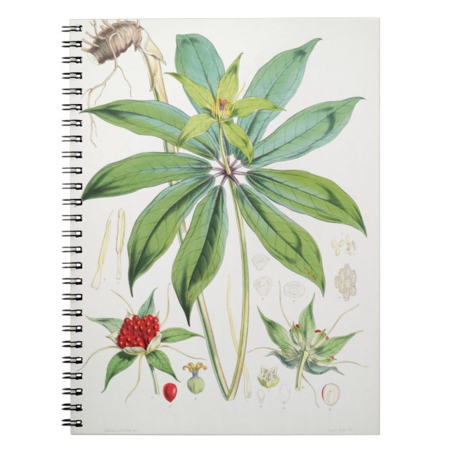Caderno Espiral Floral Flor de Polyphylla Smith Paris (Frente)