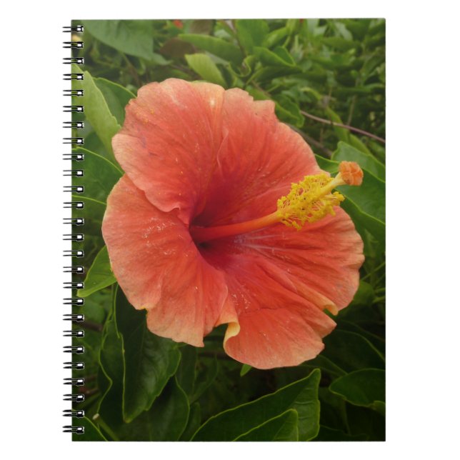 Caderno Espiral Floral Tropical de Laranja Hibiscus (Frente)