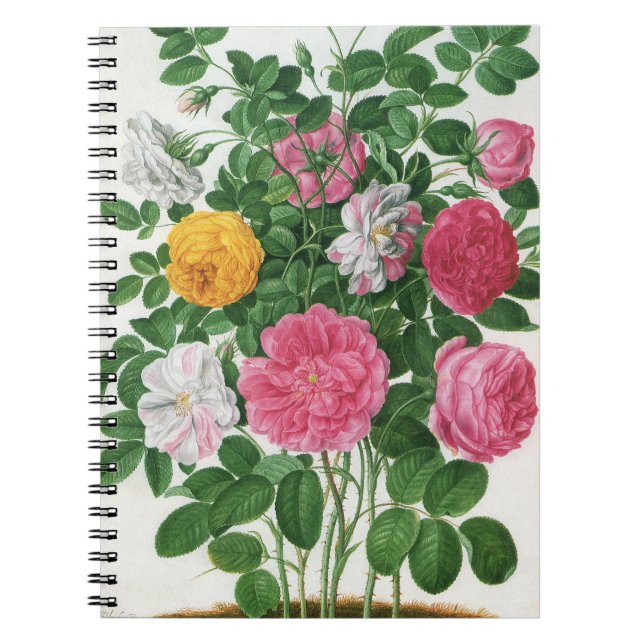 Caderno Espiral Flores Antigas em Flor, Rosas de Jardim da Primave (Frente)