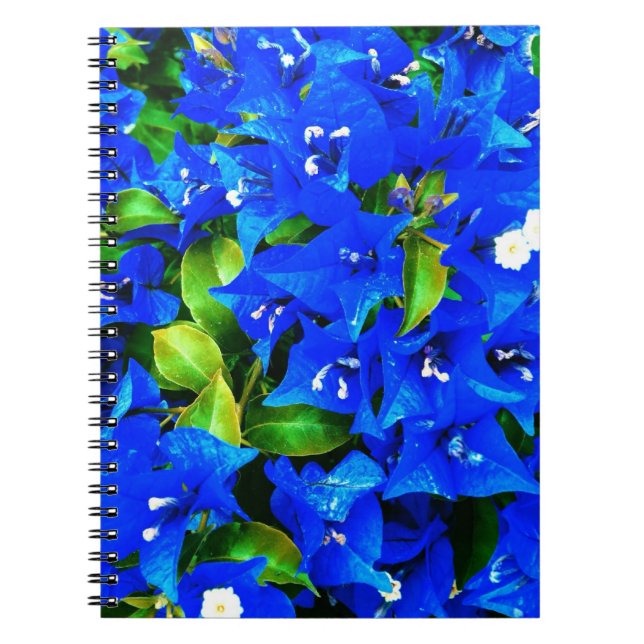 Caderno Espiral Flores azuis vibrantes do Bougainvillea (Frente)