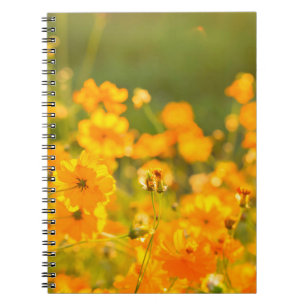 Caderno Espiral Flores Cosmos no campo da província de Lumphun co
