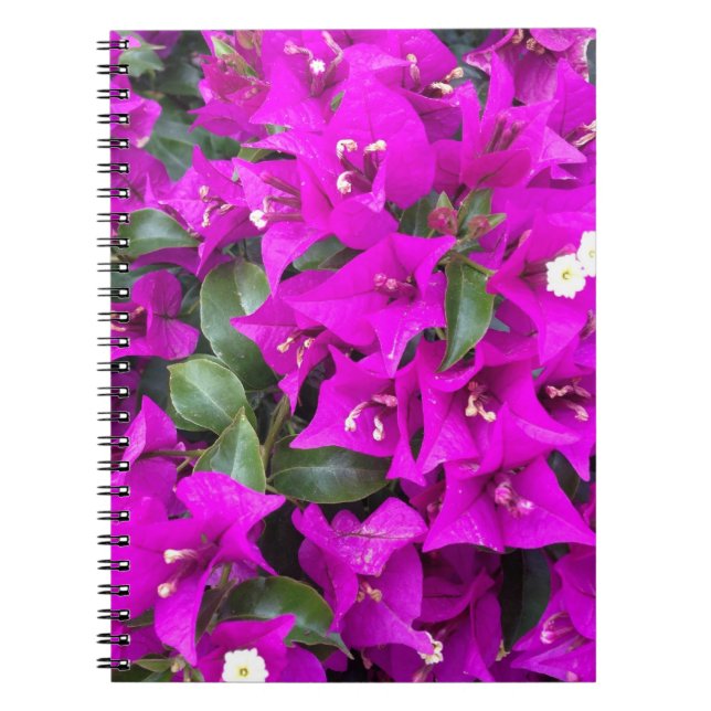 Caderno Espiral Flores das Bougainvilleas Roxas Vibrantes (Frente)