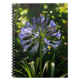 Caderno Espiral Flores de Agapanthus Azuis