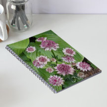 Flores de Astrantia Rosa