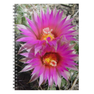 Caderno Espiral Flores de Cactus Bola F5 "Escobaria vivipara"