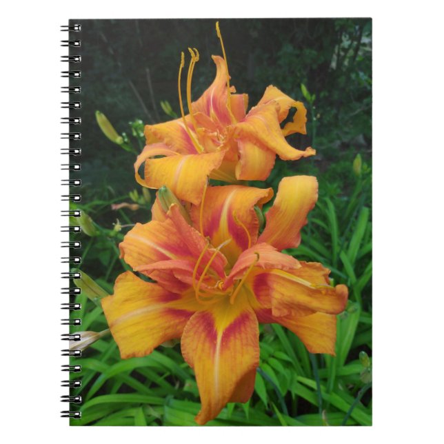 Caderno Espiral Flores de Hemerocallis laranja (Frente)
