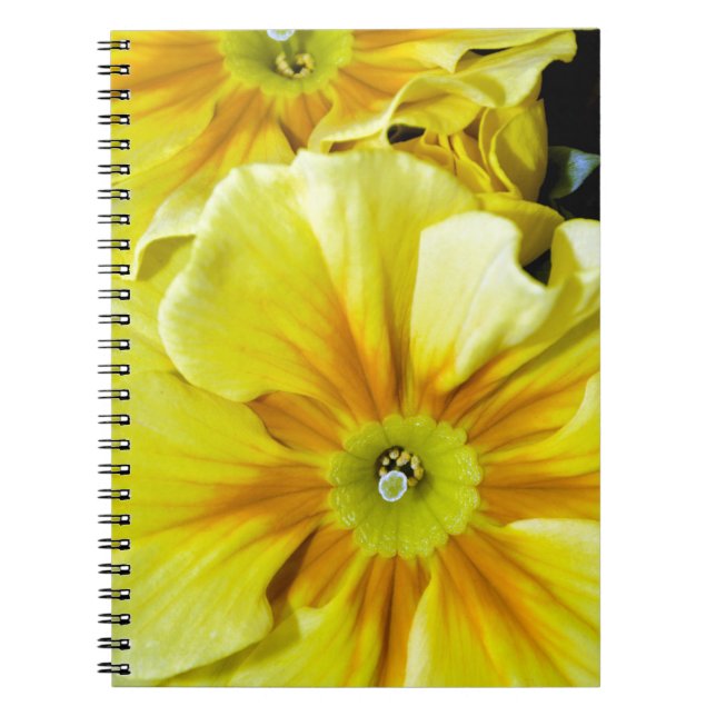 Caderno Espiral Flores de hibisco amarelas (Frente)