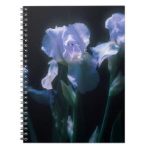 Flores de Íris ao Crepúsculo