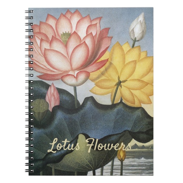 Caderno Espiral Flores de Lótus Vintage, O Feijão Egípcio Sagrado (Frente)
