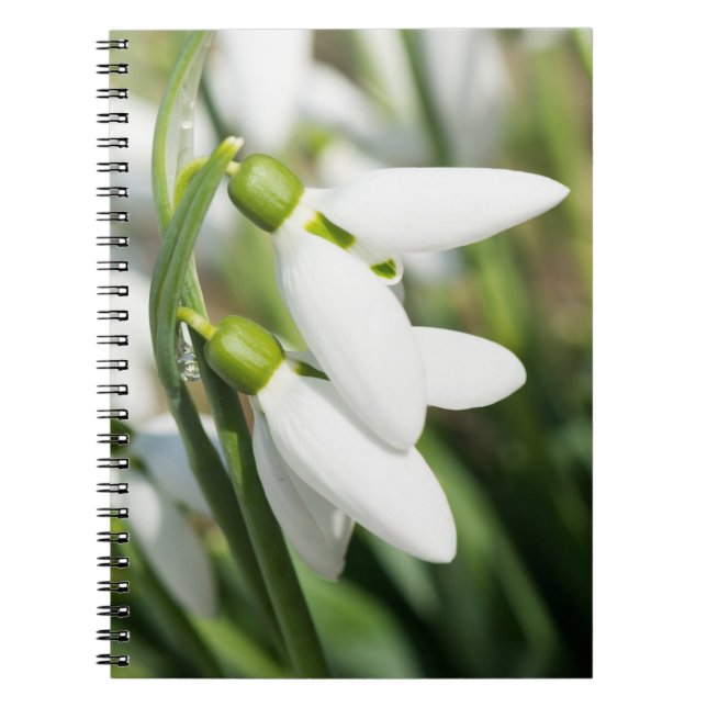 Caderno Espiral Flores de neve (Frente)