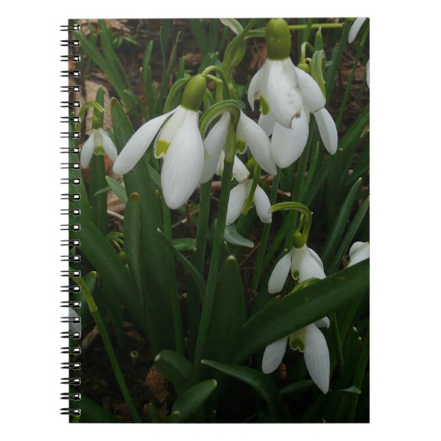 Caderno Espiral Flores de primavera Brancas I (Galanthus) (Frente)