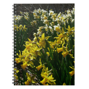 Caderno Espiral Flores de primavera de Daffodils Amarelos e Branco