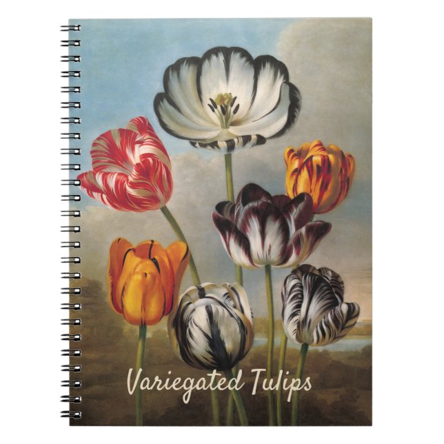 Caderno Espiral Flores de Tulipa Variegada Antiga em uma Paisagem (Frente)