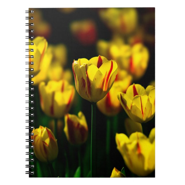 Caderno Espiral Flores de tulipas amarelas (Frente)