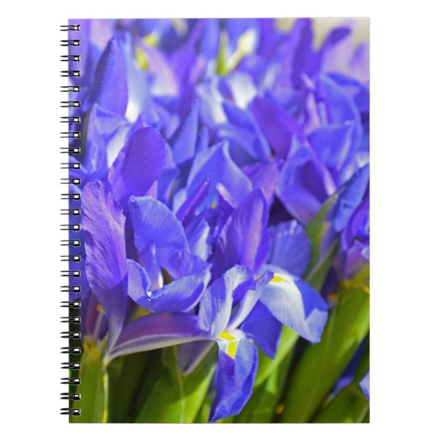 Caderno Espiral Flores íris (Frente)