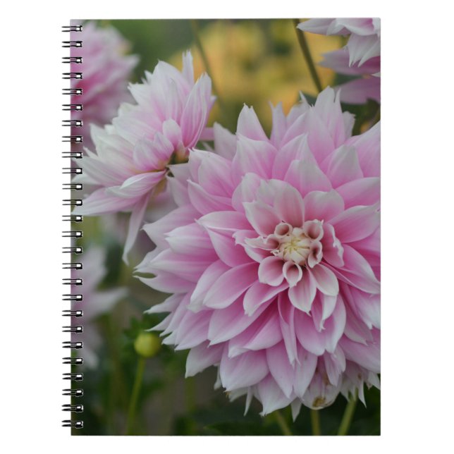 Caderno Espiral Flores Rosa Dahlia no Jardim da RHS Wisley (Frente)