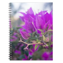 Flores Roxas de Bougainvillea