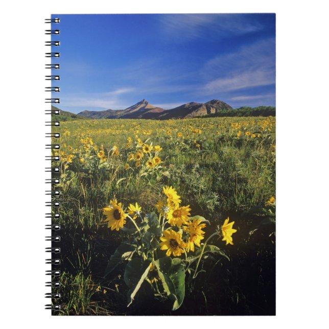Caderno Espiral Flores silvestres de balsomroot de folha de seta e (Frente)
